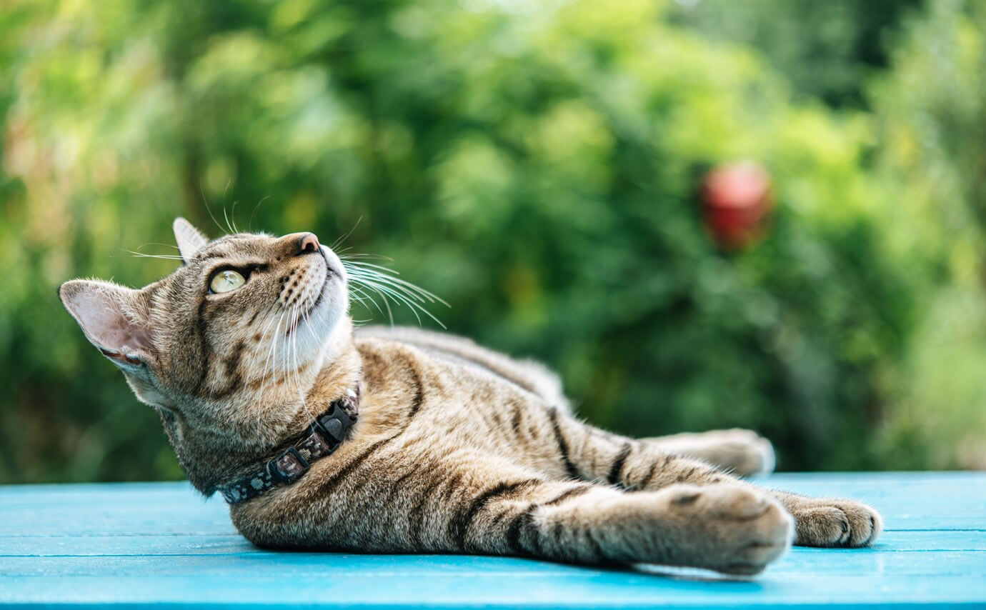 Kedi Kumu Kokusu Nasıl Giderilir?