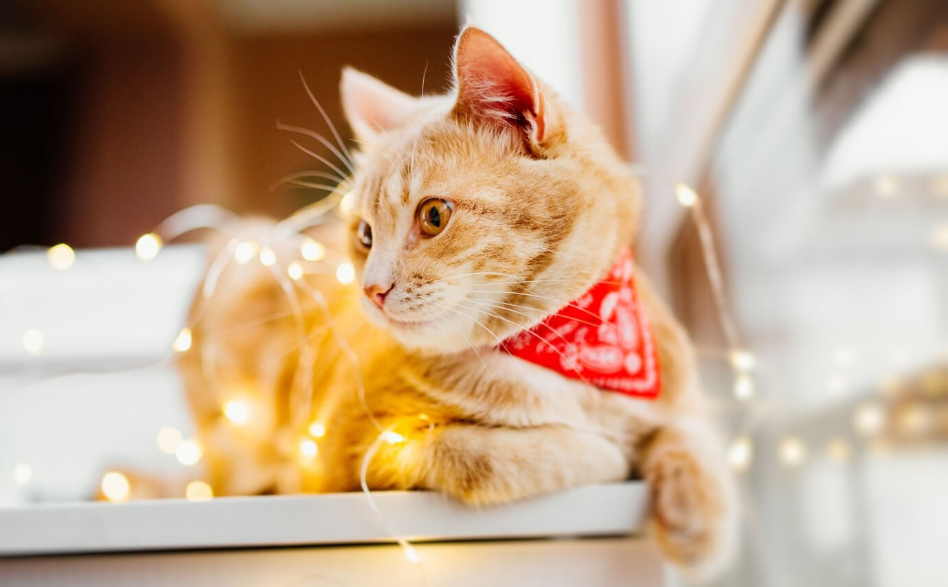 Ekonomik Kedi Kumu Seçimi: Kaliteyi Uygun Fiyata Bulmanın Yolları