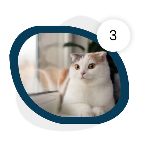 Kedi Konforu ve Sağlığı İçin